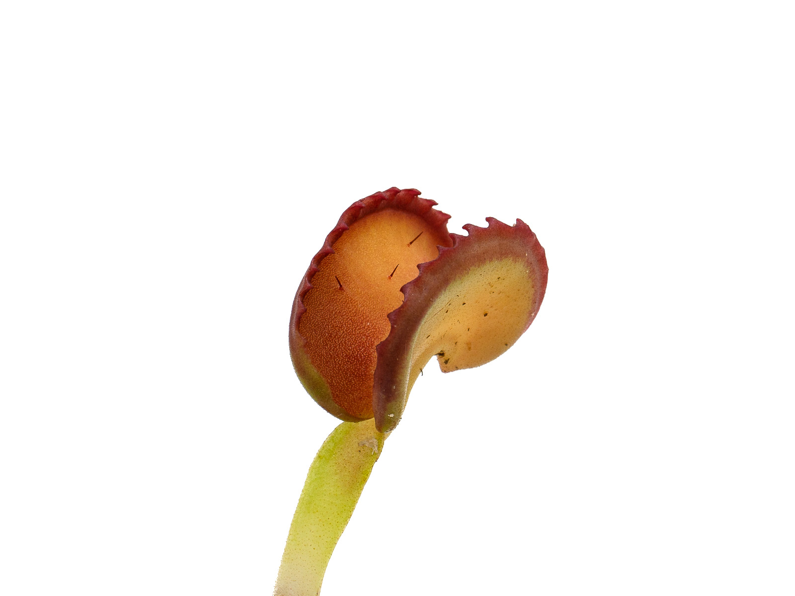 Dionaea muscipula - GJ Giant Cudo