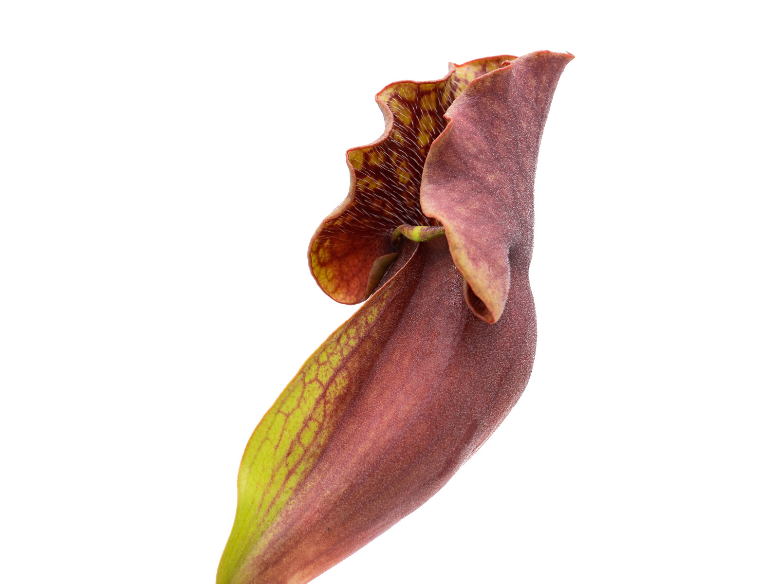 Sarracenia purpurea ssp. venosa - minor black