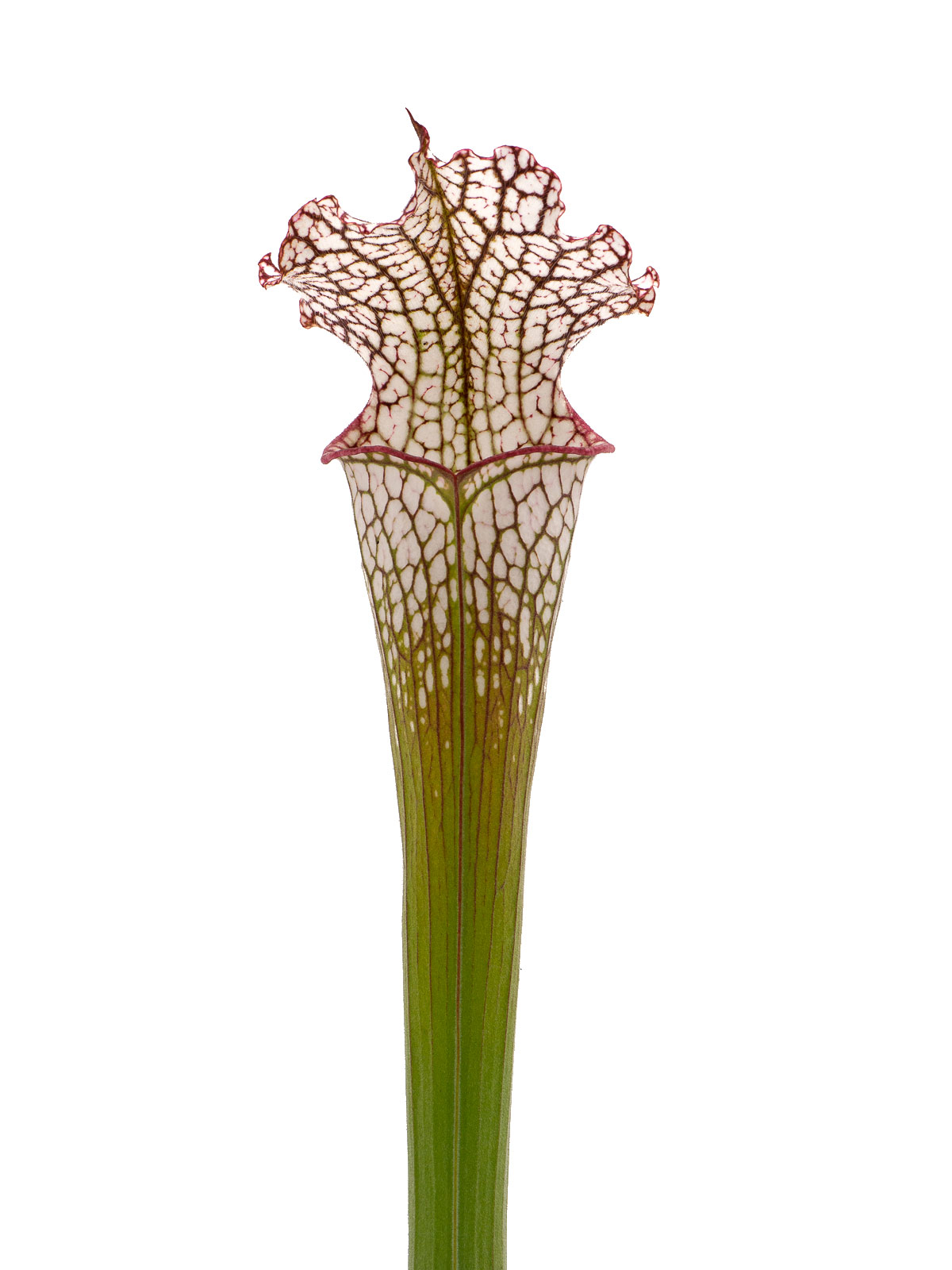 Sarracenia leucophylla - pubescent form, Joachim Jung