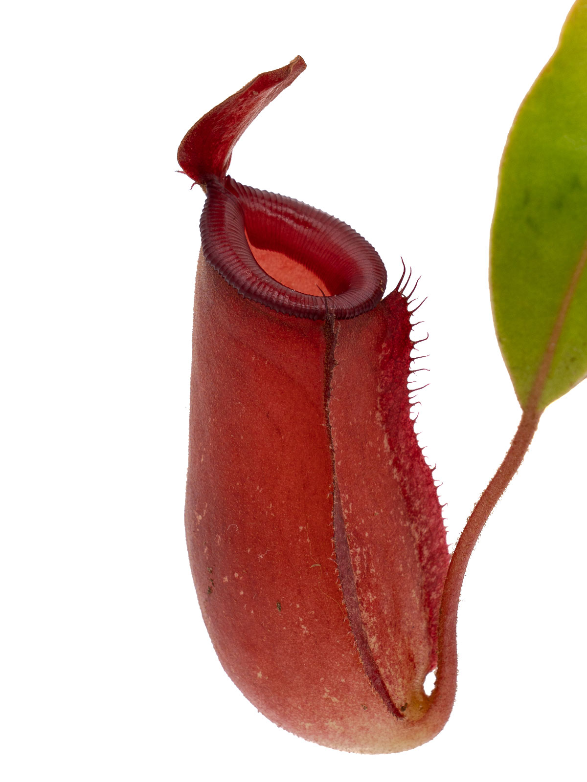 Nepenthes x Bloody Mary