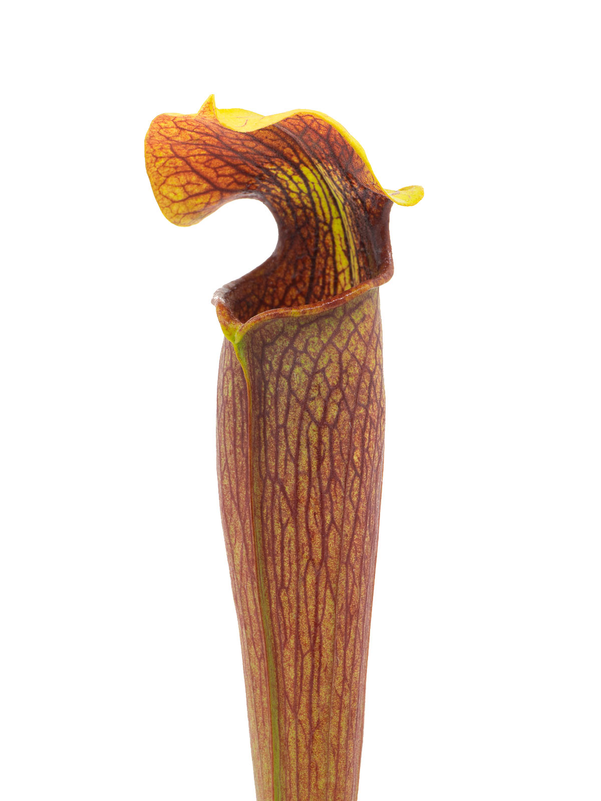Sarracenia alata var. rubrioperculata - MK A46, tall pitchers, Stone County, Mississippi