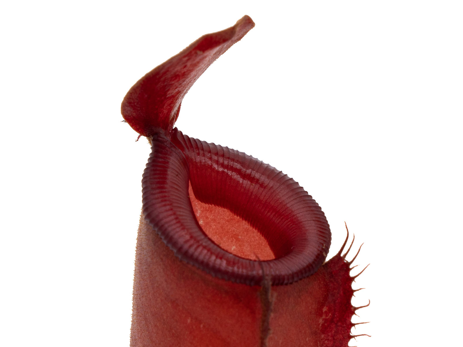 Nepenthes x Bloody Mary