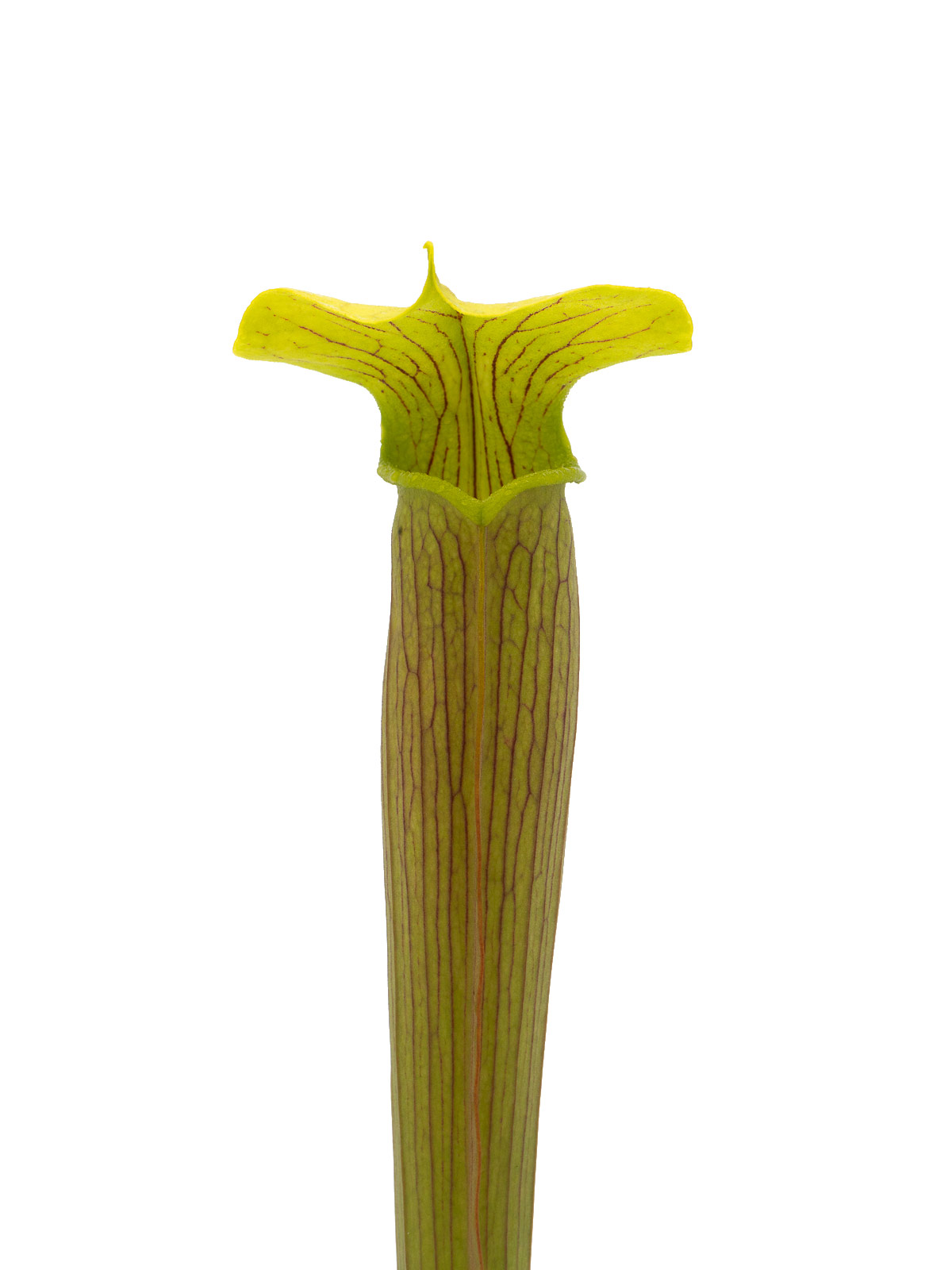 Sarracenia alata - giant form, BG Prague, S4AD