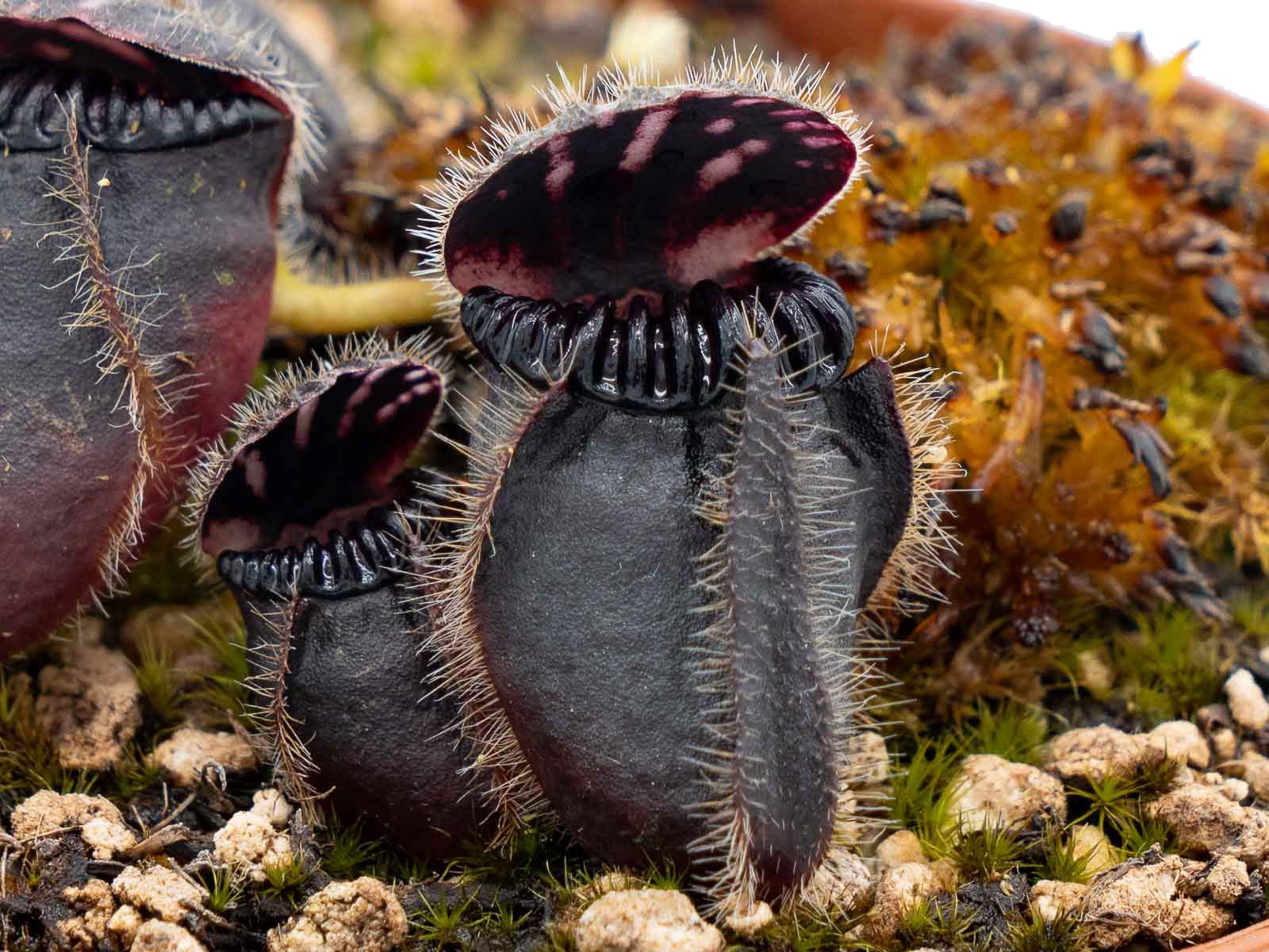Cephalotus follicularis - Eden Black