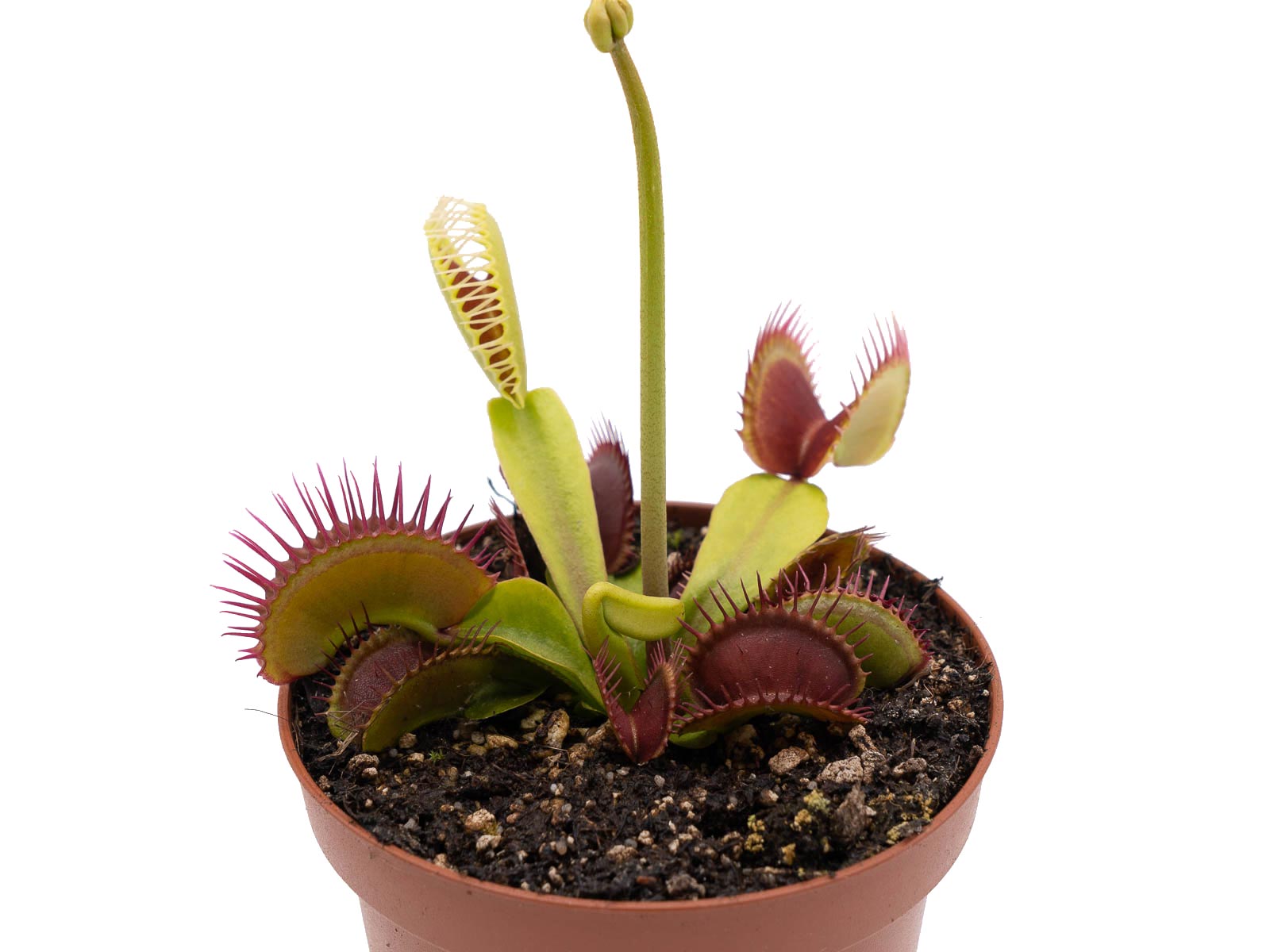Dionaea muscipula - Destroyer