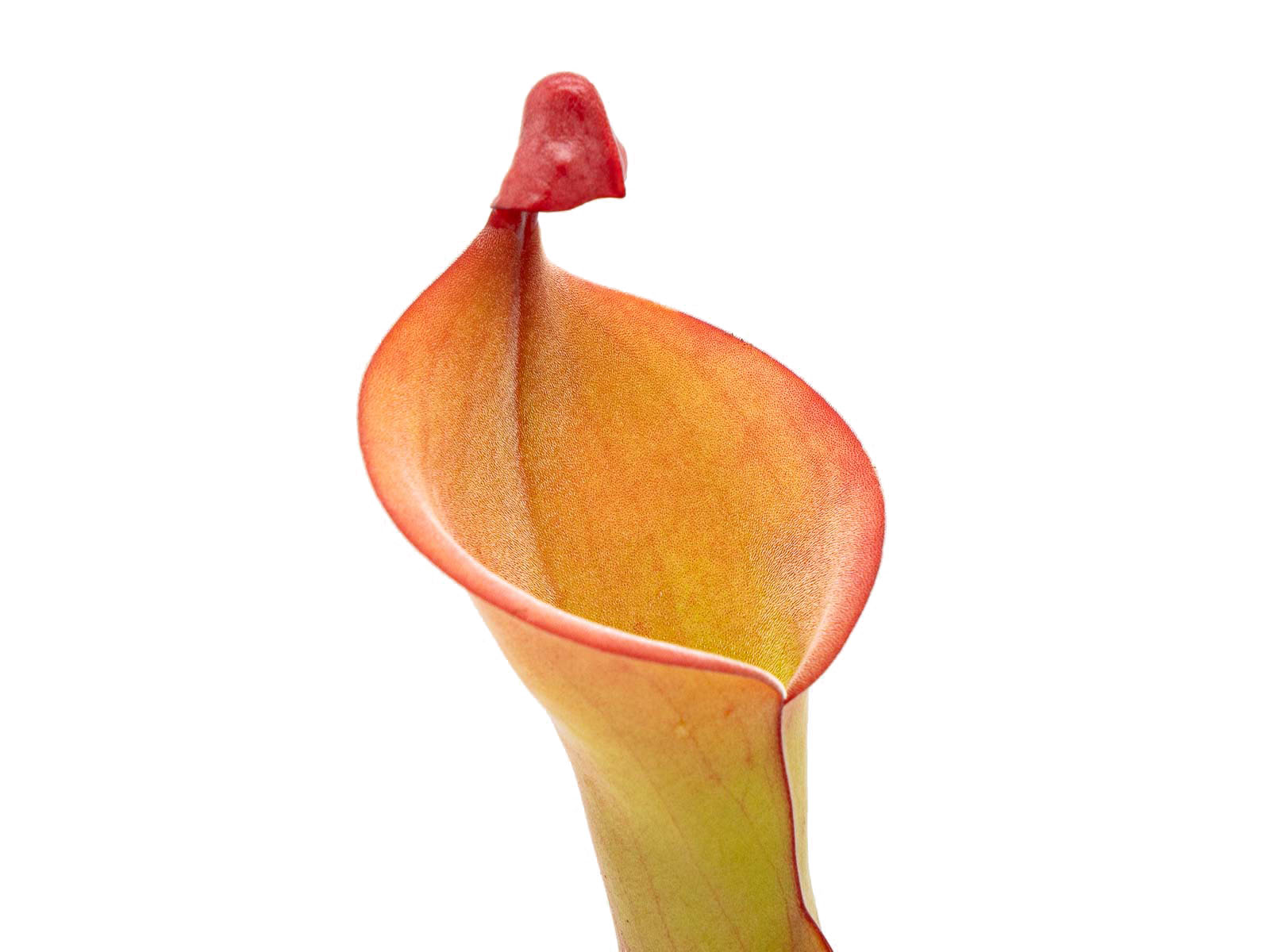 Heliamphora nutans - Giant, the original clone from Michael Schach