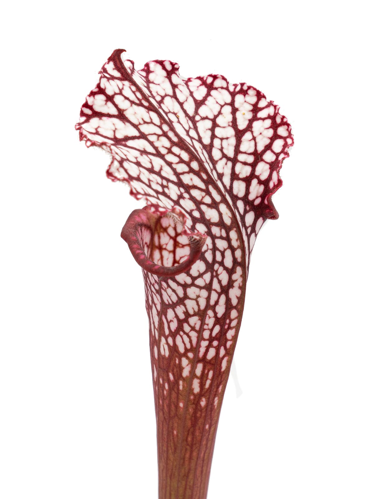 Sarracenia leucophylla - red form, Dr. Eberhad König, Clone B