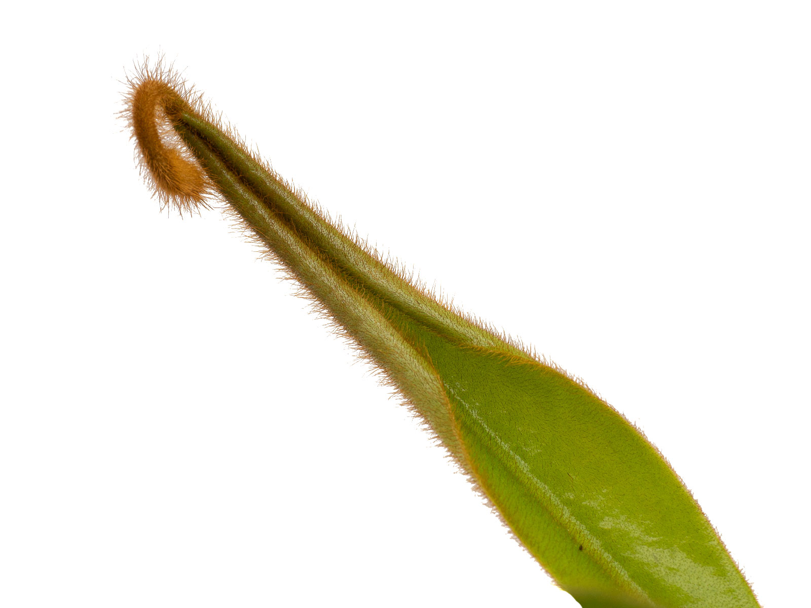 Nepenthes mollis x veitchii