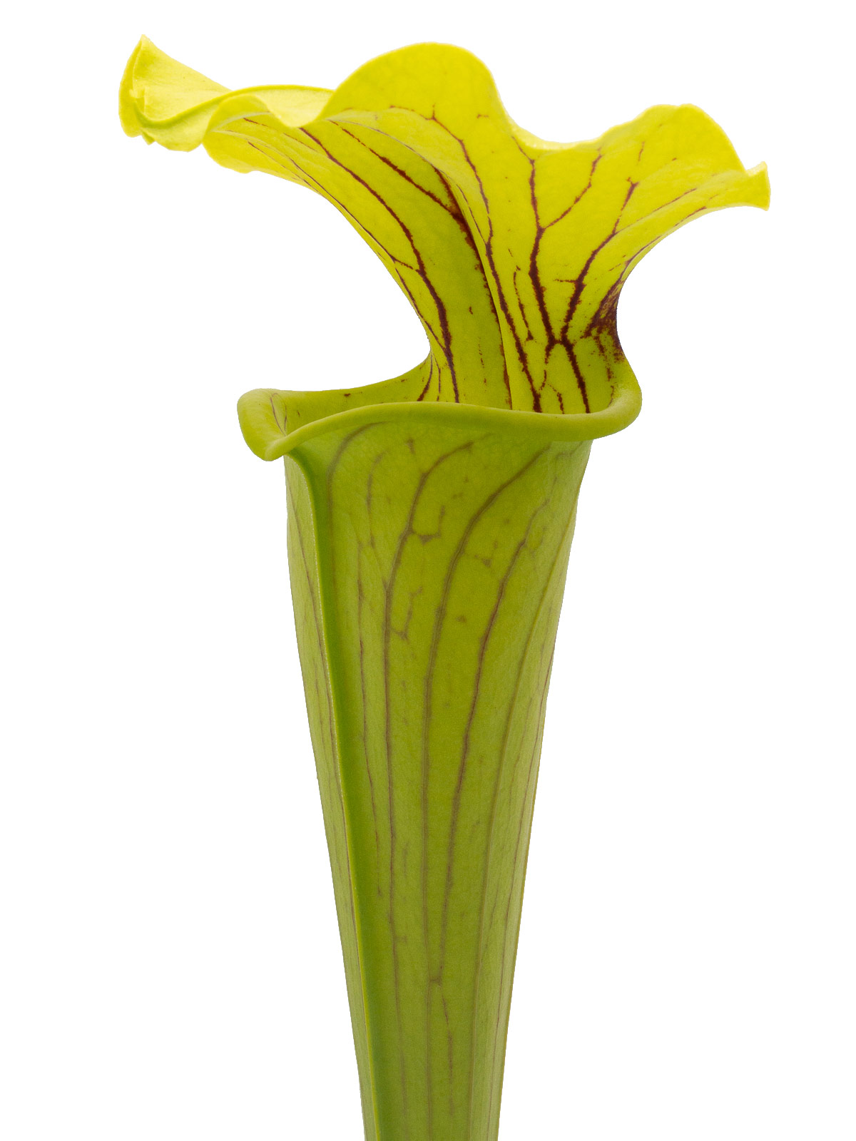 Sarracenia alata x flava var. maxima - Giant form