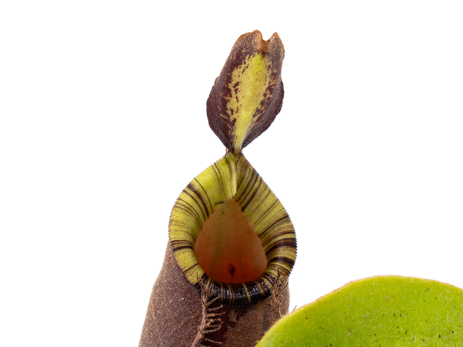 Nepenthes (mirabilis var. globosa x ampullaria Black Miracle) x hookeriana) 