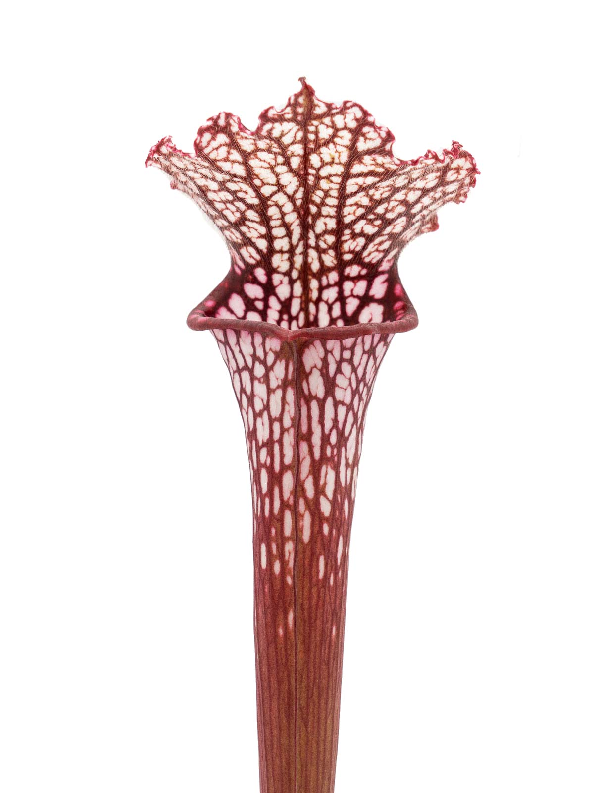 Sarracenia leucophylla - red form, Dr. Eberhad König, Clone B