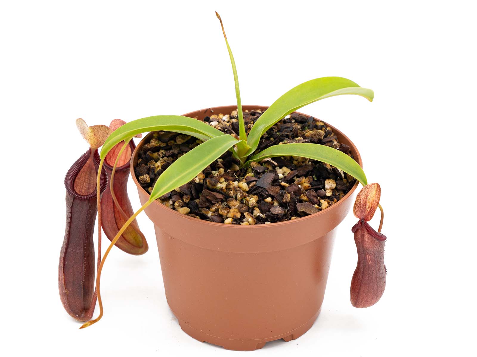 Nepenthes x Bill Bailey, female
