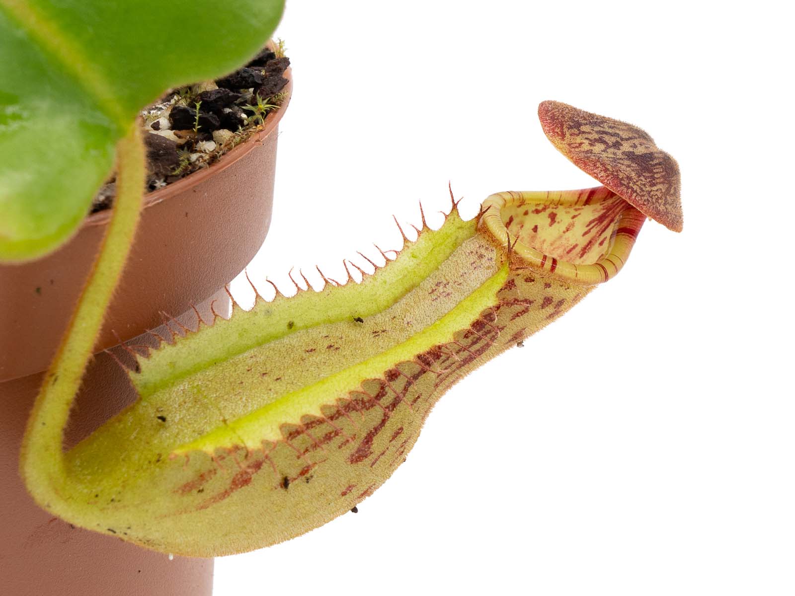 Nepenthes (boschiana clipeata) x (lowii x clipeata)