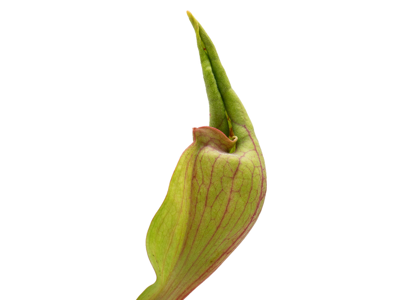 Sarracenia purpurea ssp. venosa - MK PV48, `Smurf´
