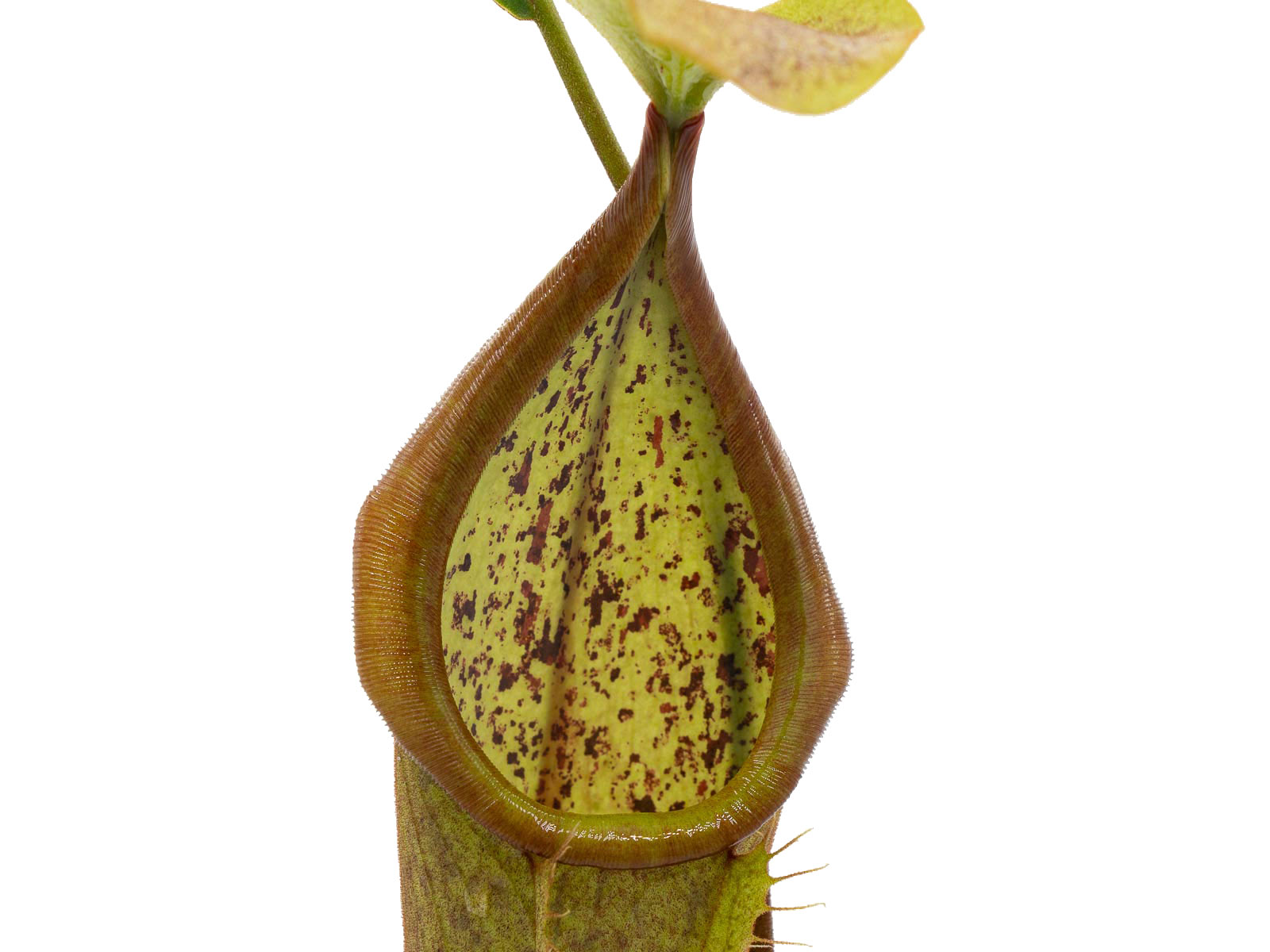 Nepenthes x Louisa