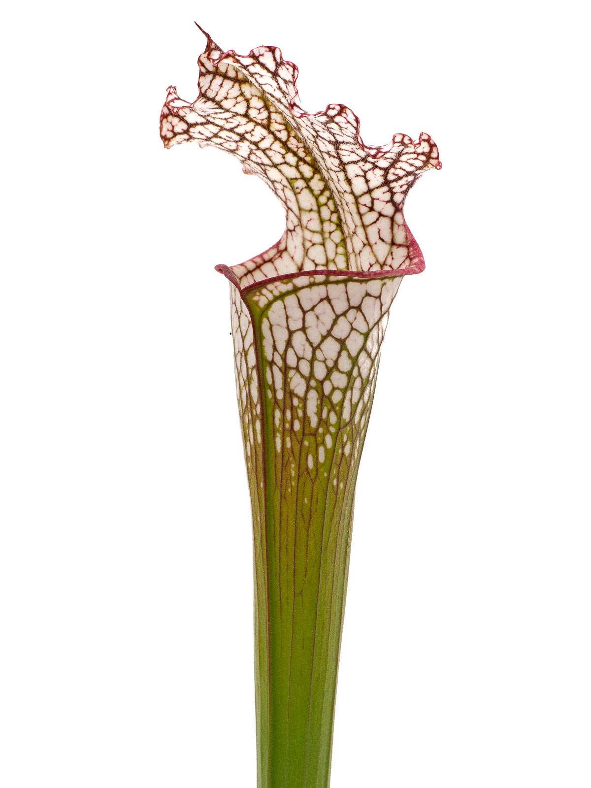 Sarracenia leucophylla - pubescent form, Joachim Jung