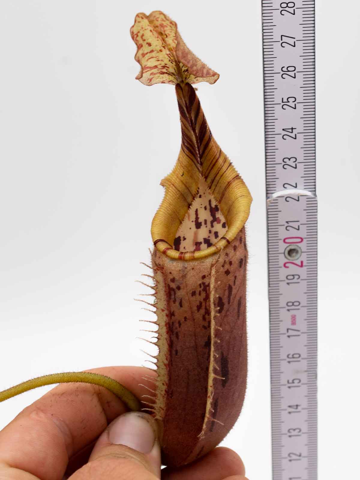 Auktion 019 - Nepenthes mollis x veitchii