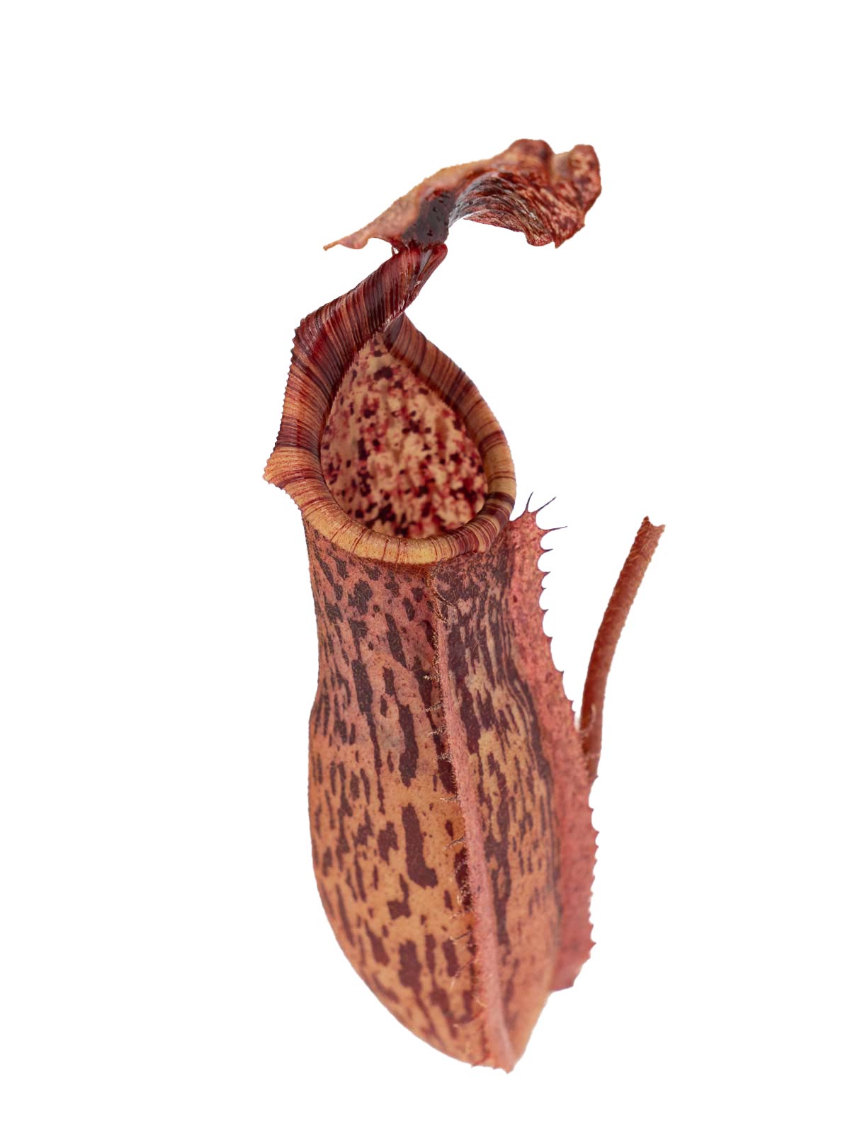 Nepenthes (mollis x veitchii) x minima
