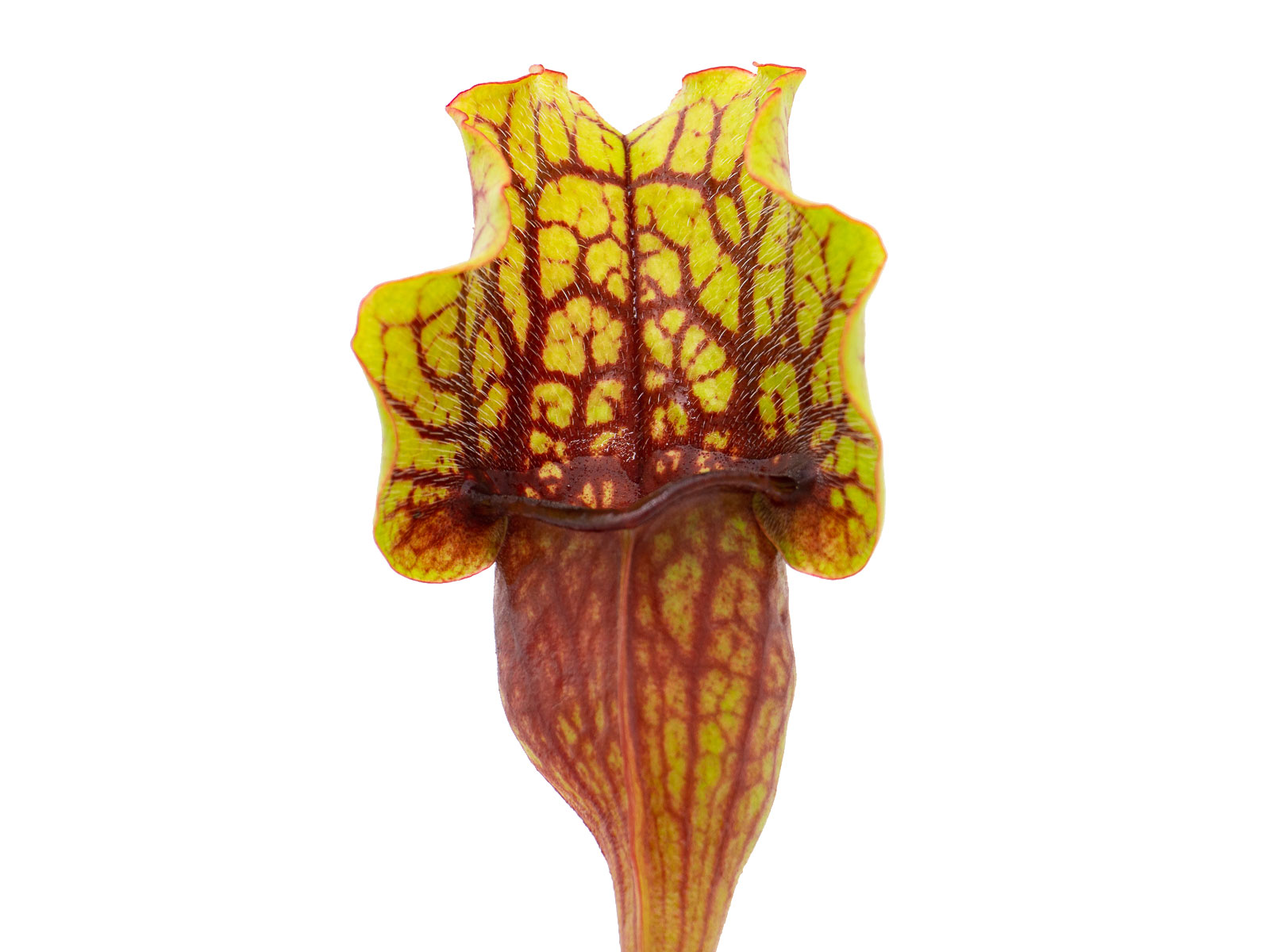 Sarracenia purpurea ssp. venosa - MK PV59, Tom Thump Alice