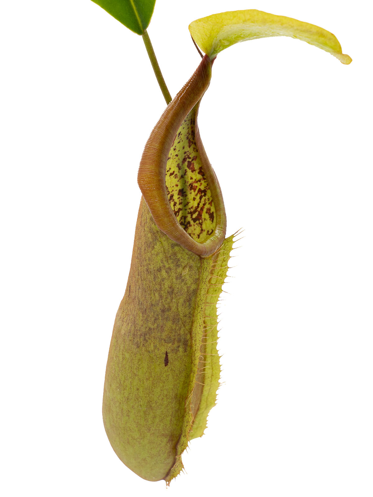 Nepenthes x Louisa