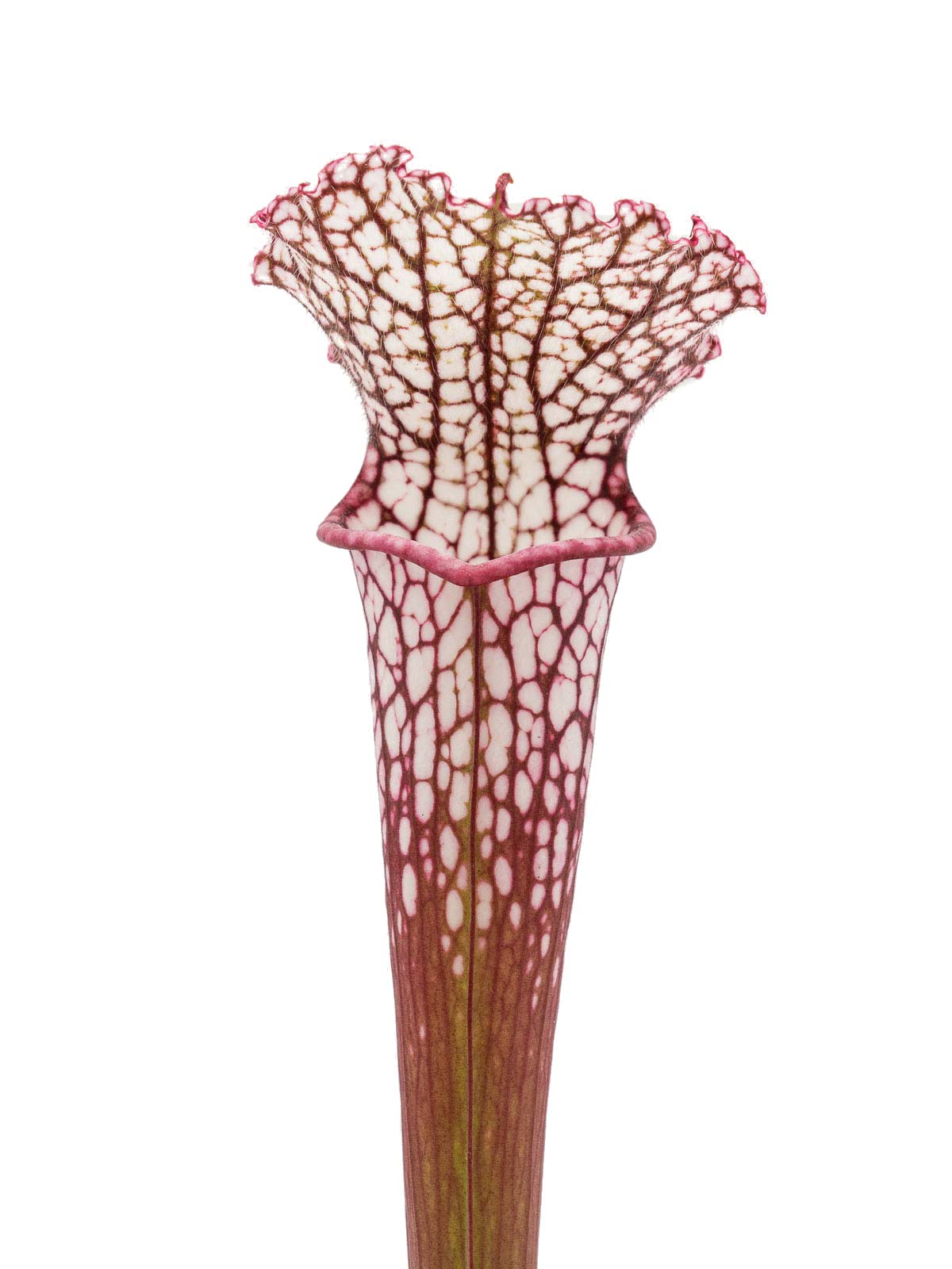 Sarracenia leucophylla - 5ee13, red form, Dr. Eberhard König