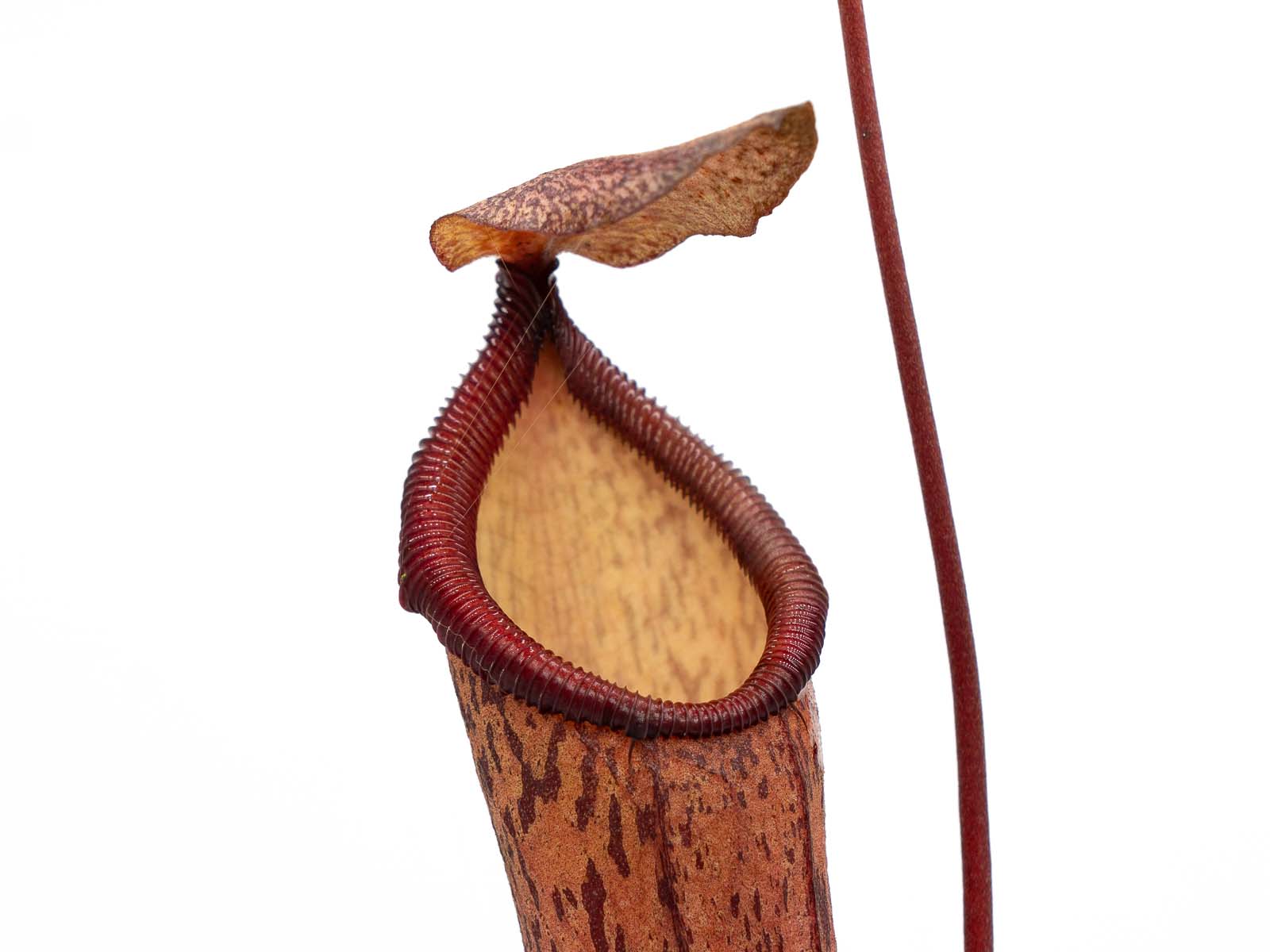 Nepenthes ventricosa Hybride Wilhelma