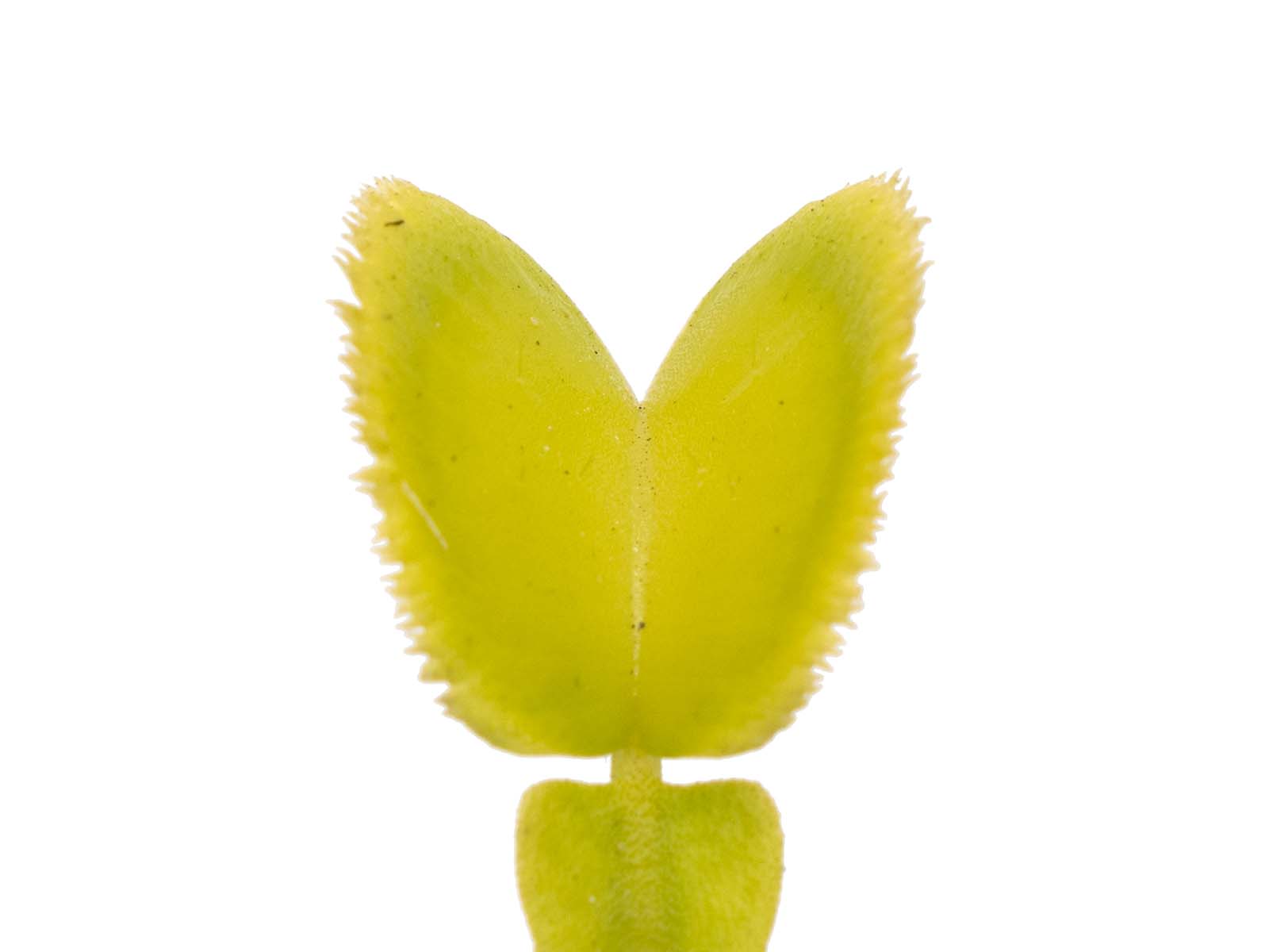 Dionaea muscipula - Green Sawtooth