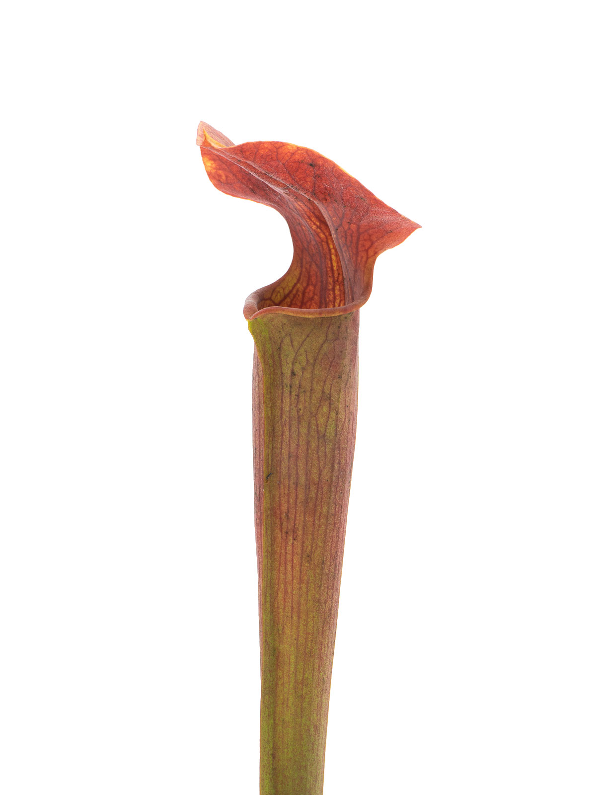 Sarracenia alata - deep maroon throat, ex Welhelm
