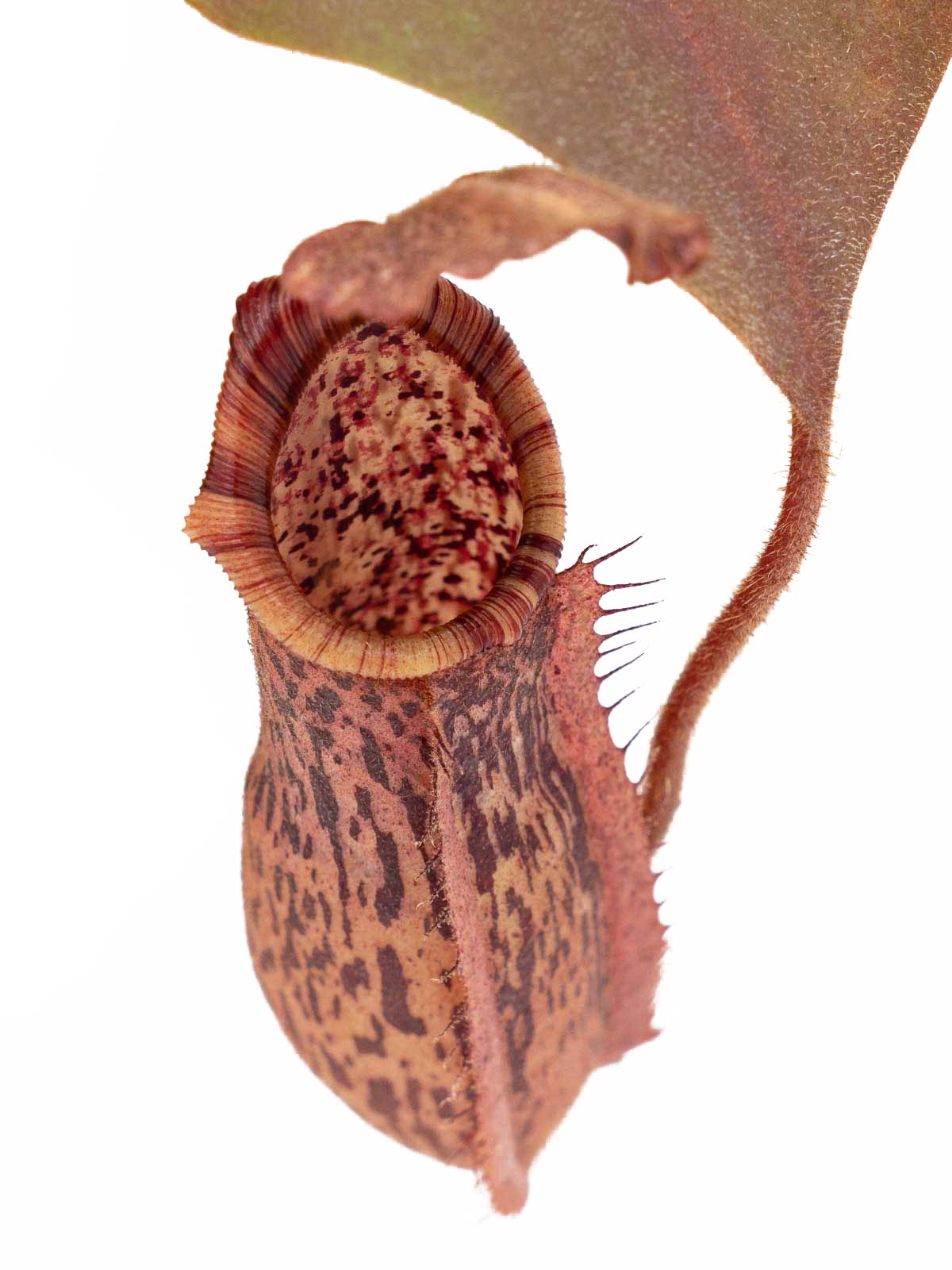 Nepenthes (mollis x veitchii) x minima
